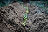 A row of baby trees sprouts from the soil.