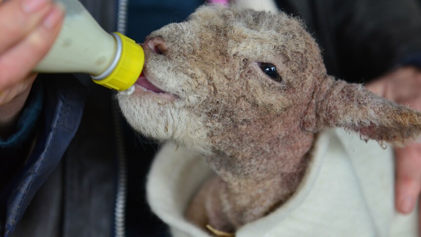 A babydoll lamb being hand-fed from a bottle.