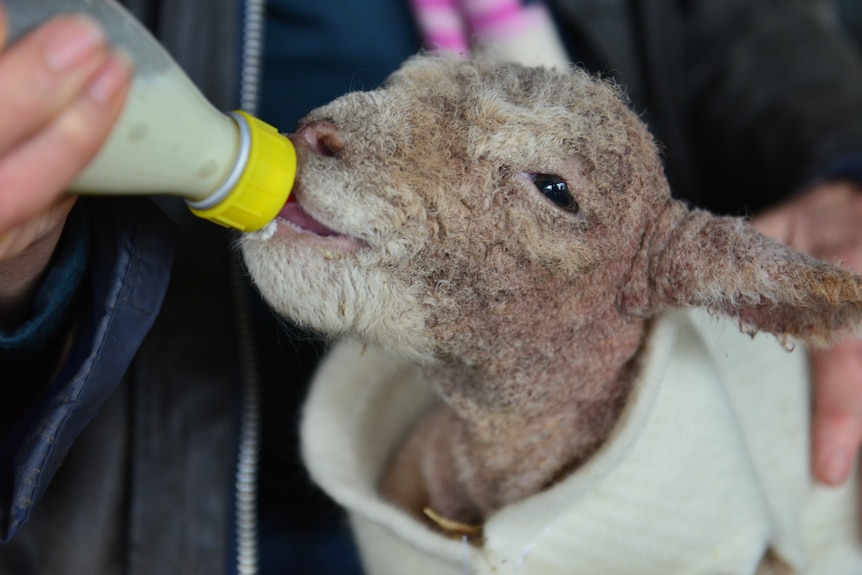 A babydoll lamb being hand-fed from a bottle.