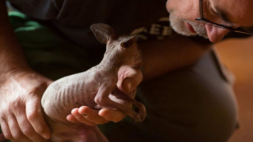 Manfred delicately holds a tiny joey, its ribs showing, as he bends over it.