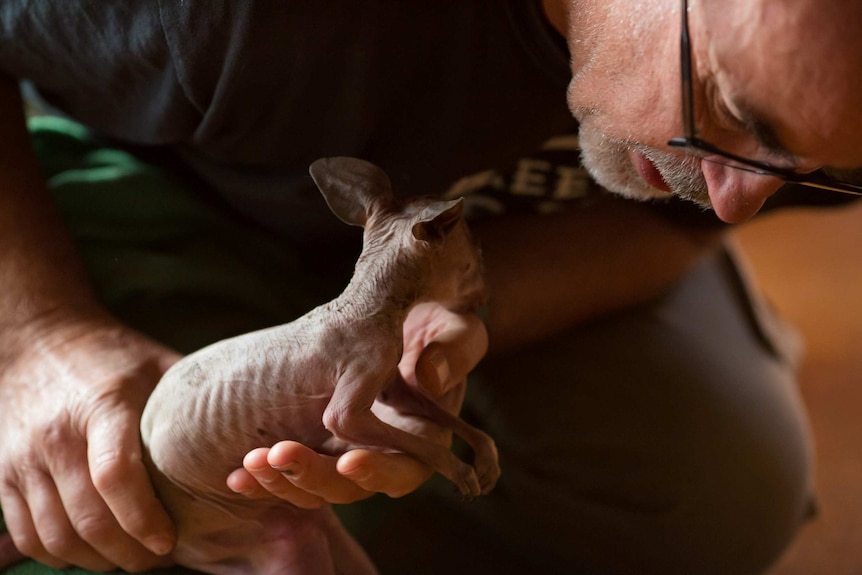Manfred delicately holds a tiny joey, its ribs showing, as he bends over it.
