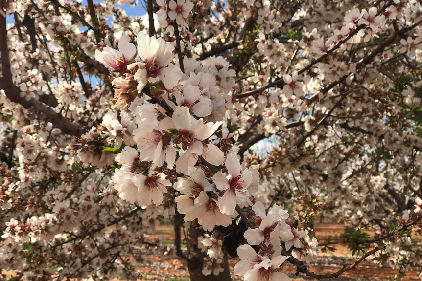 A tree of almond blossoms in full bloom