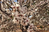 A tree of almond blossoms in full bloom