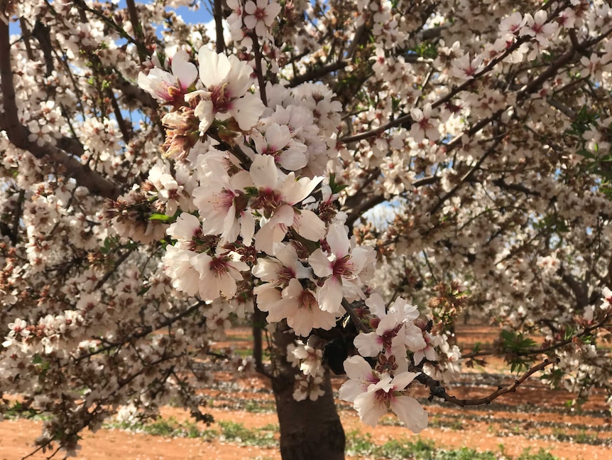A tree of almond blossoms in full bloom