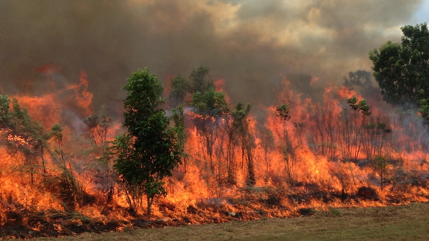 A tall and hot fire raging through the bush.