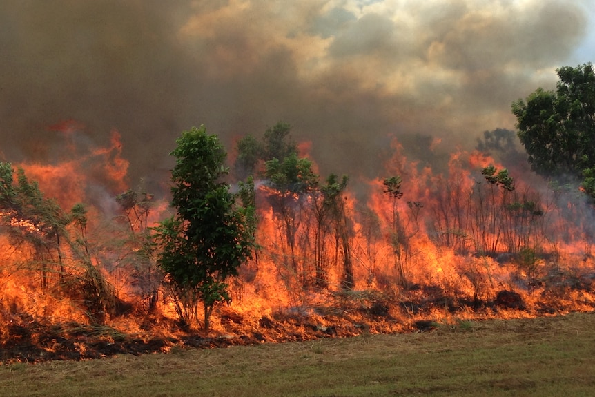 A tall and hot fire raging through the bush.