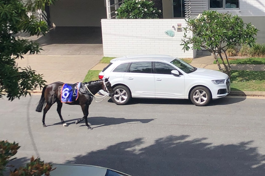 A racehorse trots down a residential street.