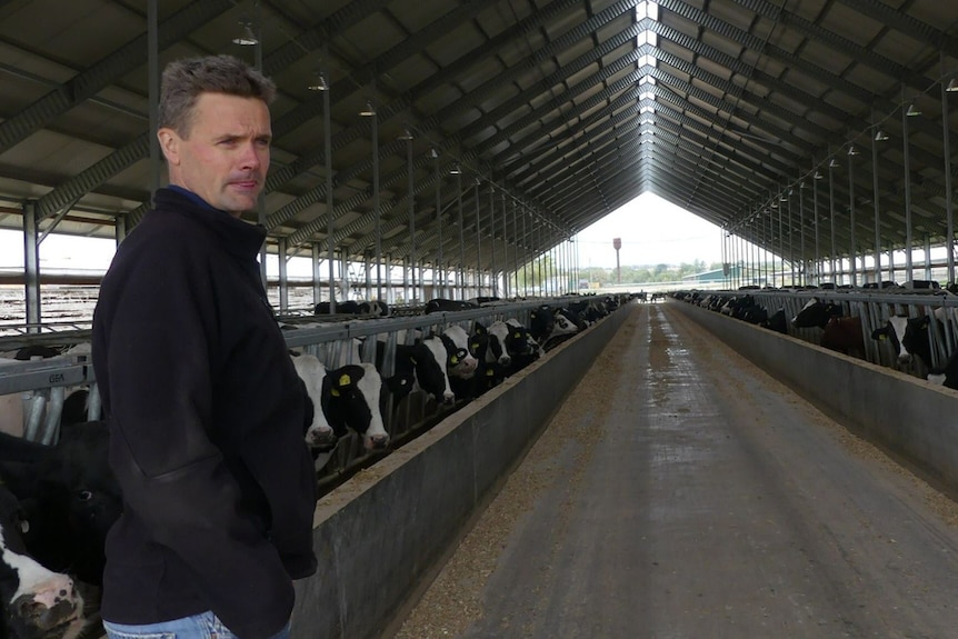 a man stands between two long rows of dairy cattle in a large shed