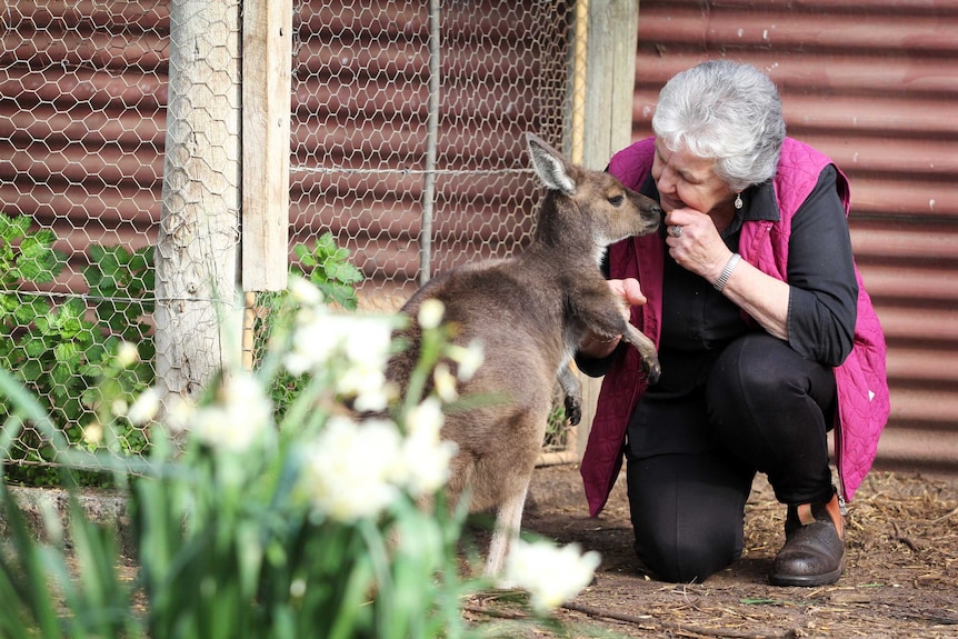 A woman feeding a young swamp wallaby outdoors