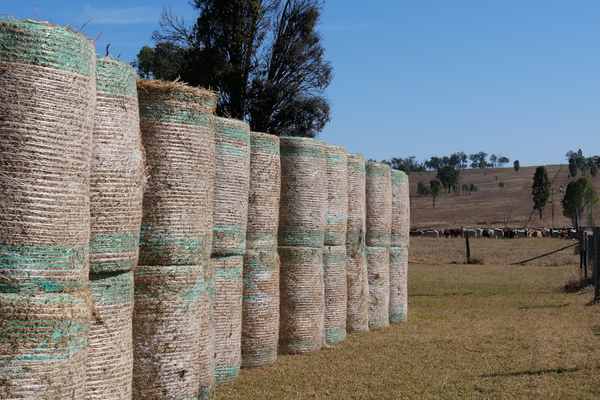 Stacked haybales in front of a paddock full of grazing cattle.