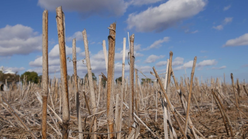 This winter is the fourth failed season in a row at John Cameron's grain farm outside of Toowoomba.