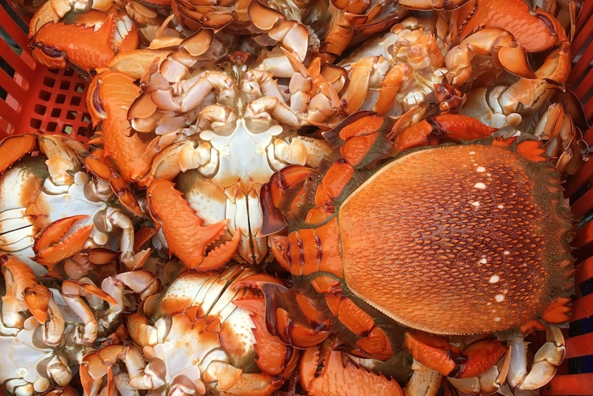 Close up shots of live spanner crabs in a crate.