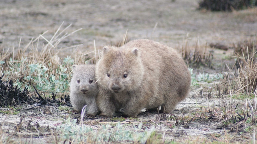 A mother and baby wombat walk side by side