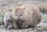 A mother and baby wombat walk side by side
