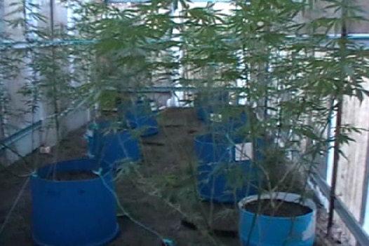 Some of the cannabis plants seized from the Ashford property. February 2015.