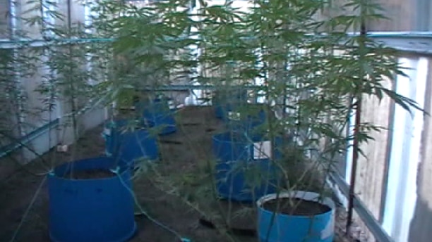 Some of the cannabis plants seized from the Ashford property. February 2015.