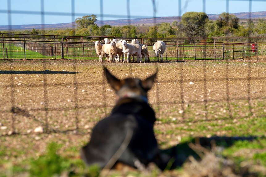 A sheepdog keeps a close eye on a flock.