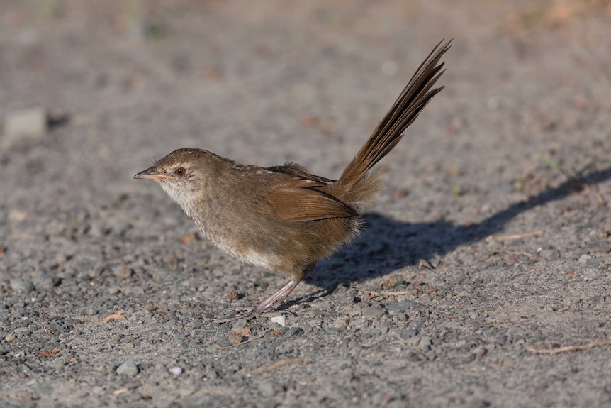 The ground-dwelling eastern bristlebird hops along