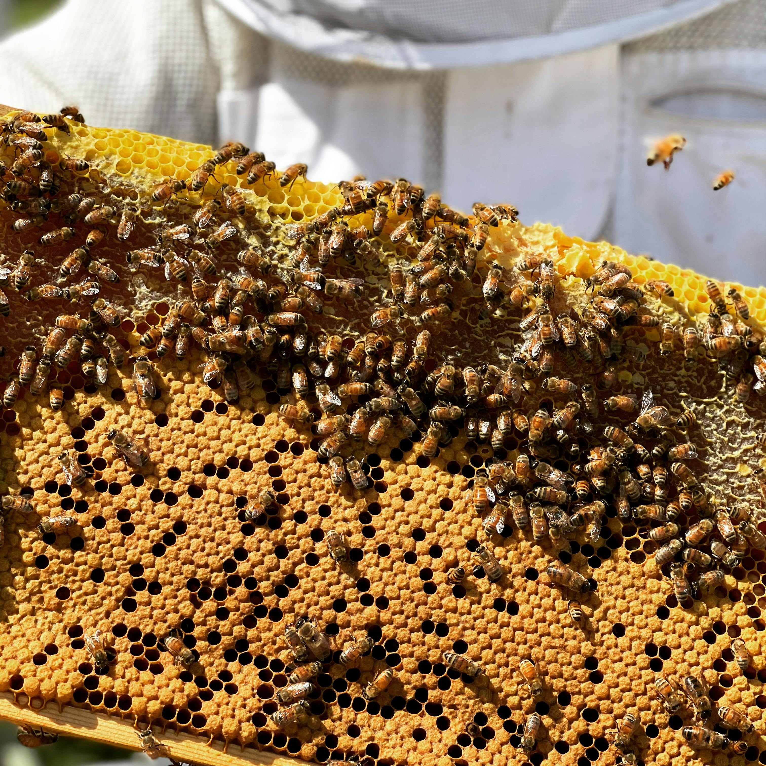 For love or honey — Keeping bees in the age of varroa