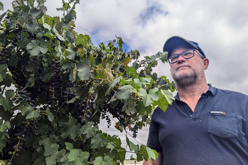 A man in a cap and glasses stands beside winegrape vines and looks at the sky. In the sky are grey clouds.