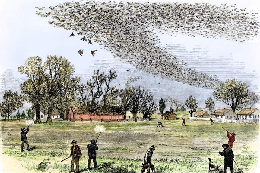 Old illustration of a rural scene with men shooting at a massive flock of pigeons. The birds are falling out of the sky.