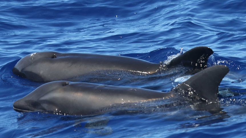 Two marine mammals, one a hybrid, frolicking in the sea off the island of Kauai