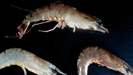 White spot disease in giant black tiger prawn