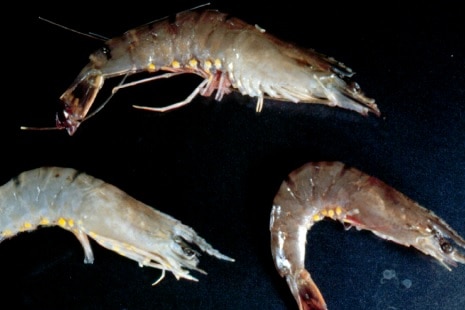 White spot disease in giant black tiger prawn