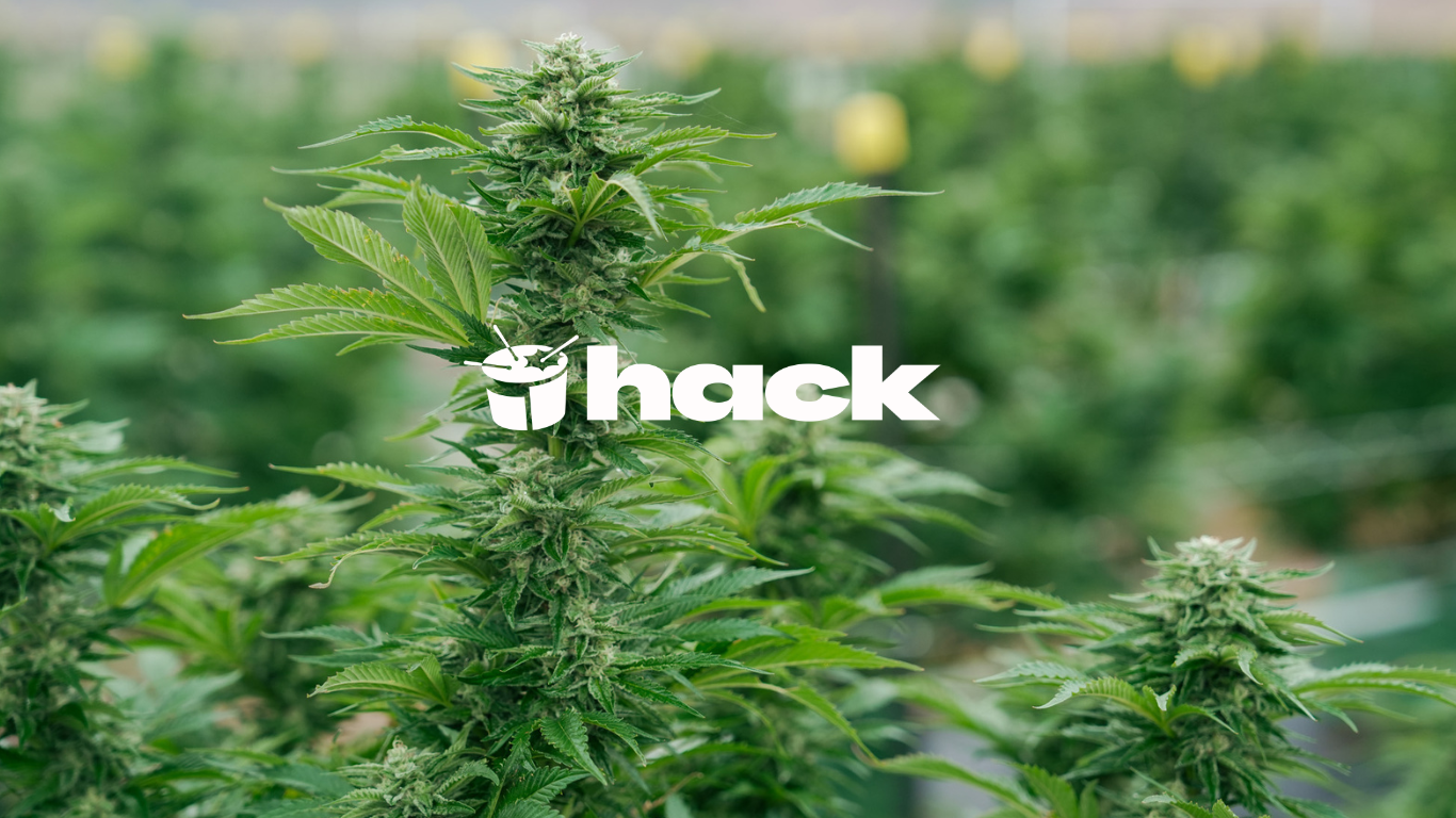 Driving on cannabis, Ozempic economics + Ningaloo's coral deaths Driving on cannabis, Ozempic economics + Ningaloo's coral deaths