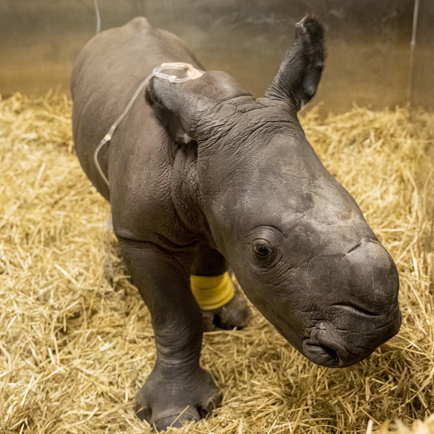 A baby Southern white rhino calf stands in a straw filled enclosure at Werribee Open Range Zoo's veterinary facility