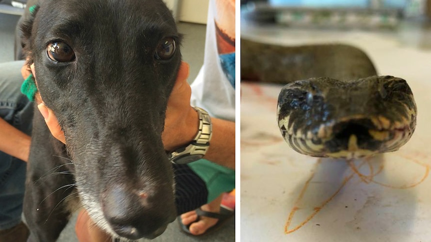 A composite photo of Chloe the greyhoud and the deathh add snake she was bitten by.
