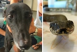 A composite photo of Chloe the greyhound and the death adder snake she was bitten by.
