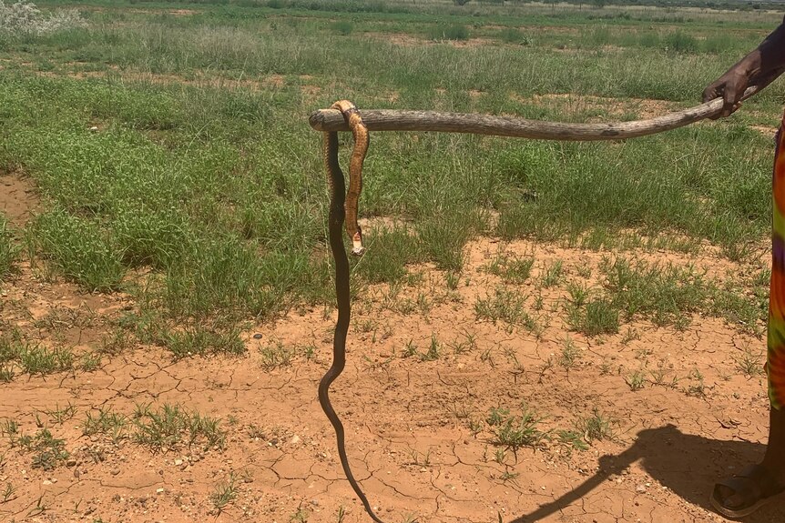 A person picks up a large snake using a stick