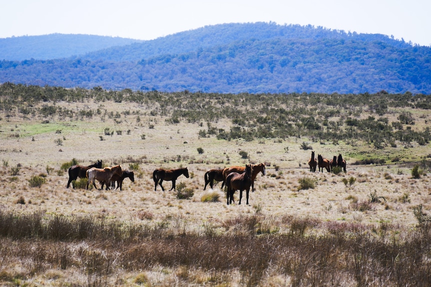 a herd of horses walking in a national park, with one looking at the camera.