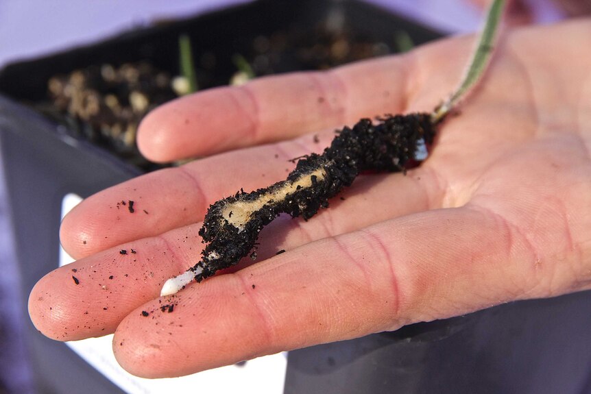 The tuber is surrounded by microscopic fungi