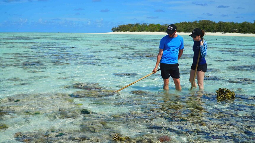 This project is not designed to restore the vast network of more than 3,000 reefs over 344,000 square kilometres.