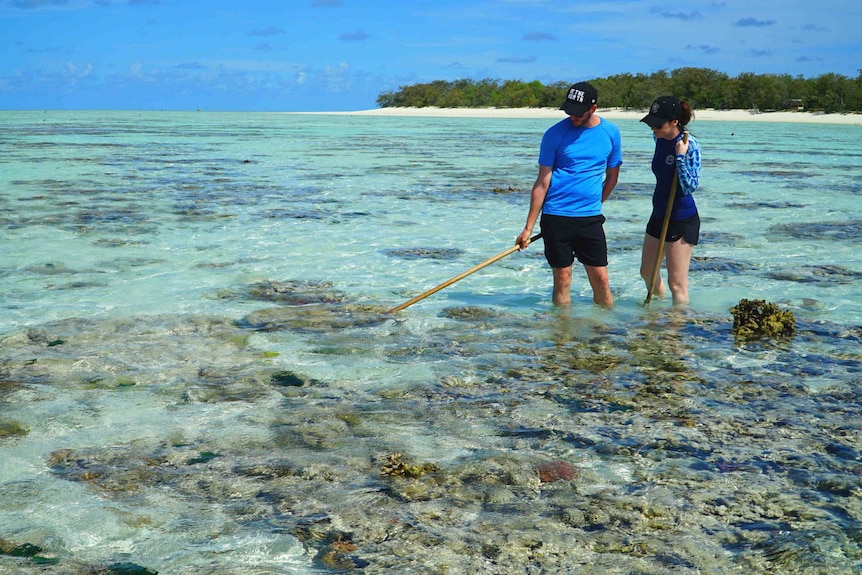 This project is not designed to restore the vast network of more than 3,000 reefs over 344,000 square kilometres.