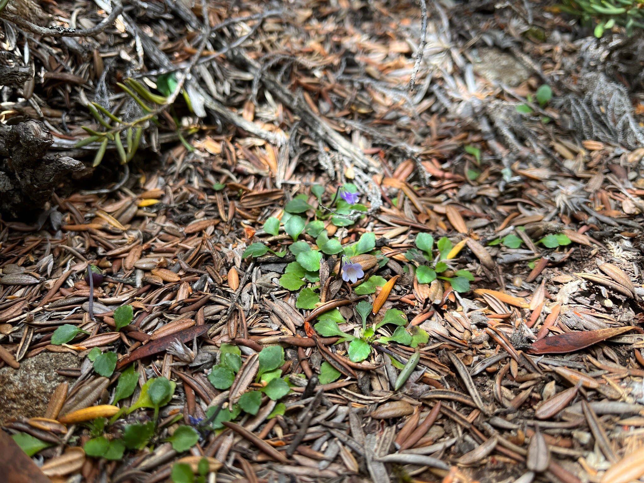 Several flowers growing from the ground, one with a purple flower
