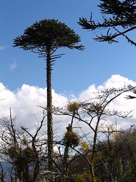Araucaria araucana, or monkey puzzle tree