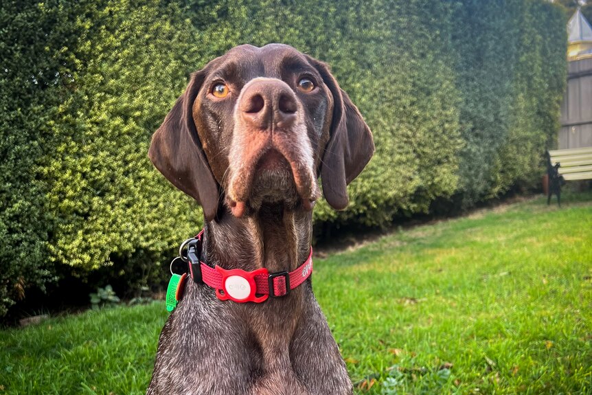 A handsome brown dog in a red collar with a white Apple AirTag attached 