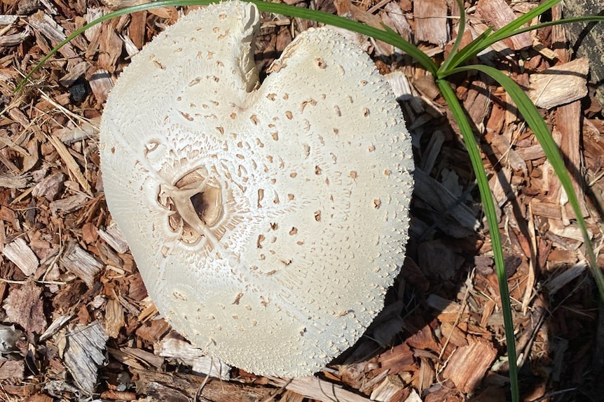 A pale coloured mushroom almost the size of the dinner plate growing from bark chips