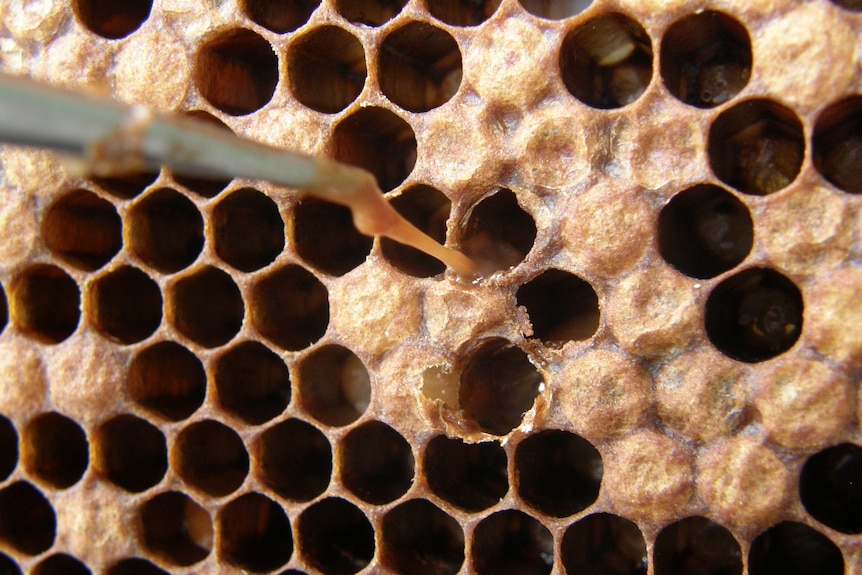 close up of honeycomb showing metal tool pulling strand of diseased cell material out