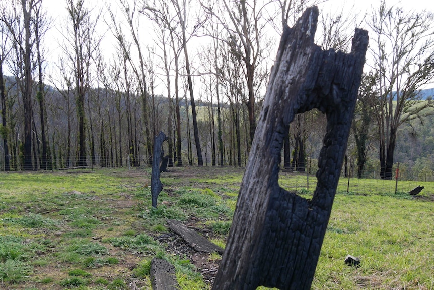 burnt fenceposts and trees with regrowth