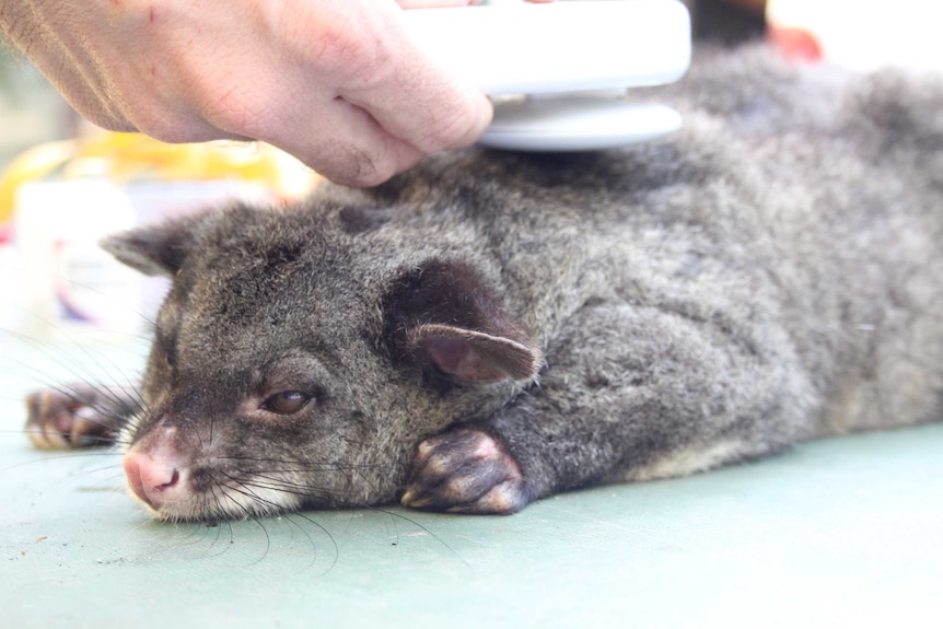 A sedated Mountain Brushtail Possum is scanned for a microchip at Cambarville, Victoria.