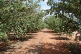 Almond trees ready for harvest