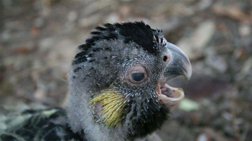 yellow-tailed black cockatoo chick