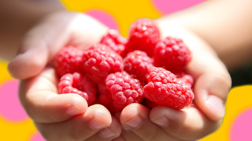 A pair of white hands hold a handful of raspberries that look perfectly ripe, cut out against a wavy pink and yellow background.