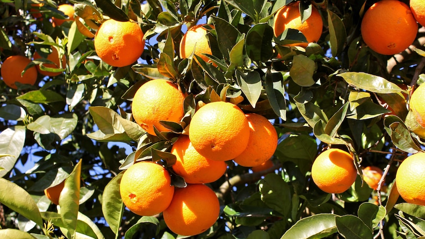 WA citrus prices up