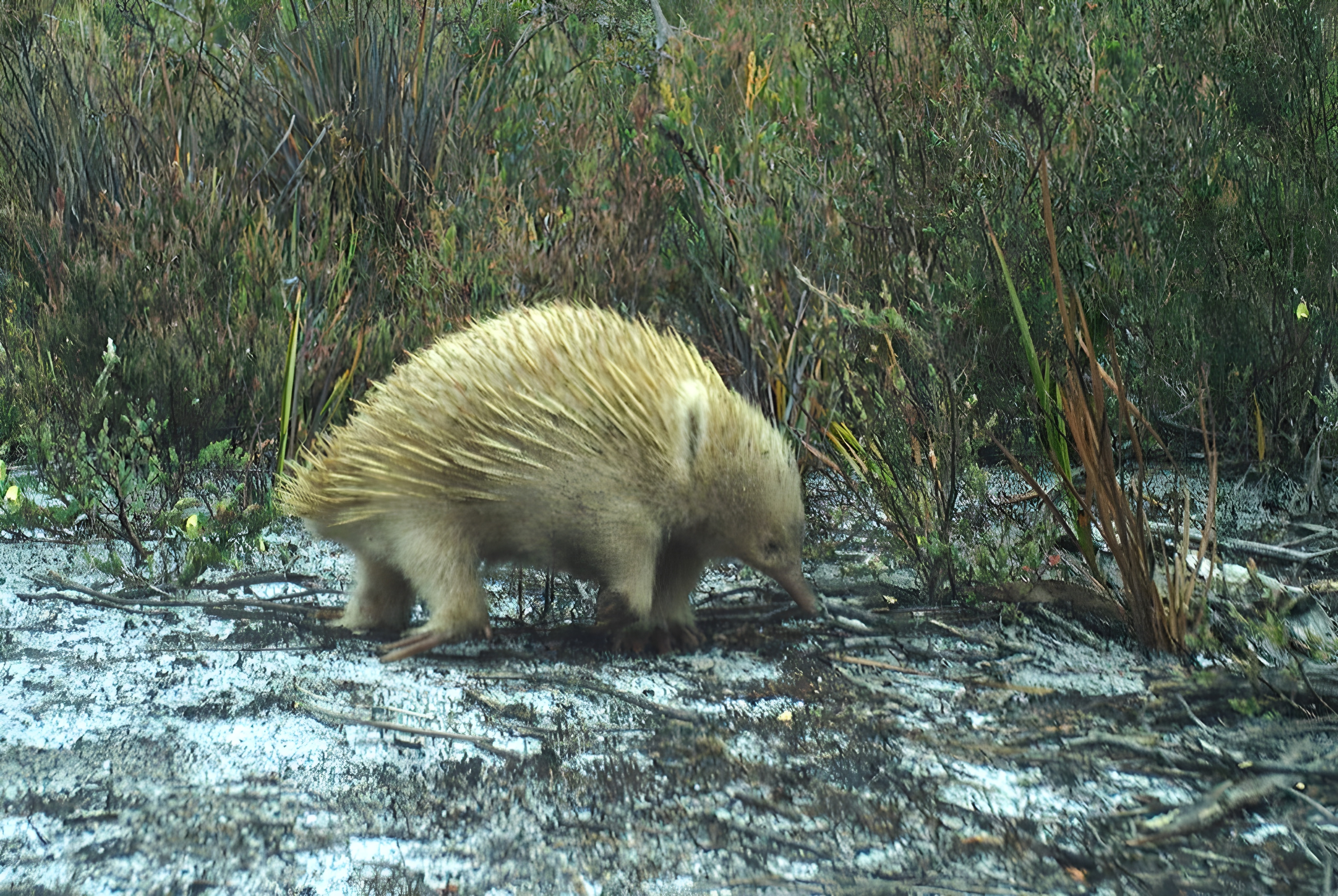 Blond echidnas and other rare animals caught on remote island cameras