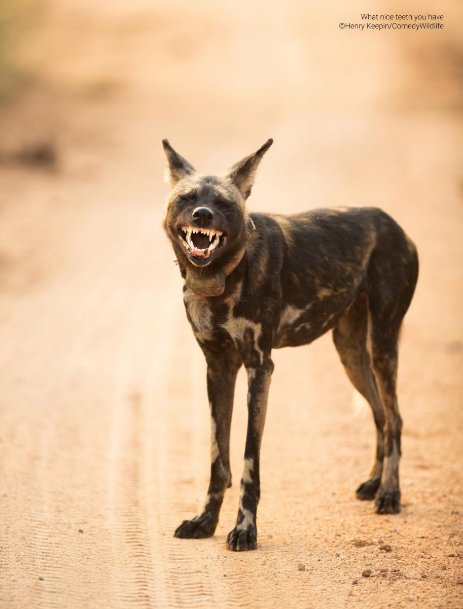 A hyena on a dirt road smiling with its sharp teeth